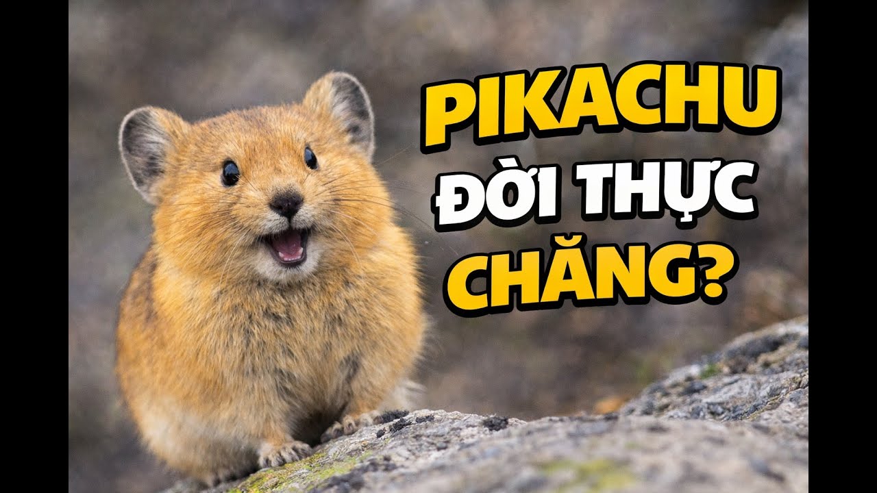 Pikachu Đời Thực ?- Thỏ Cộc Pika