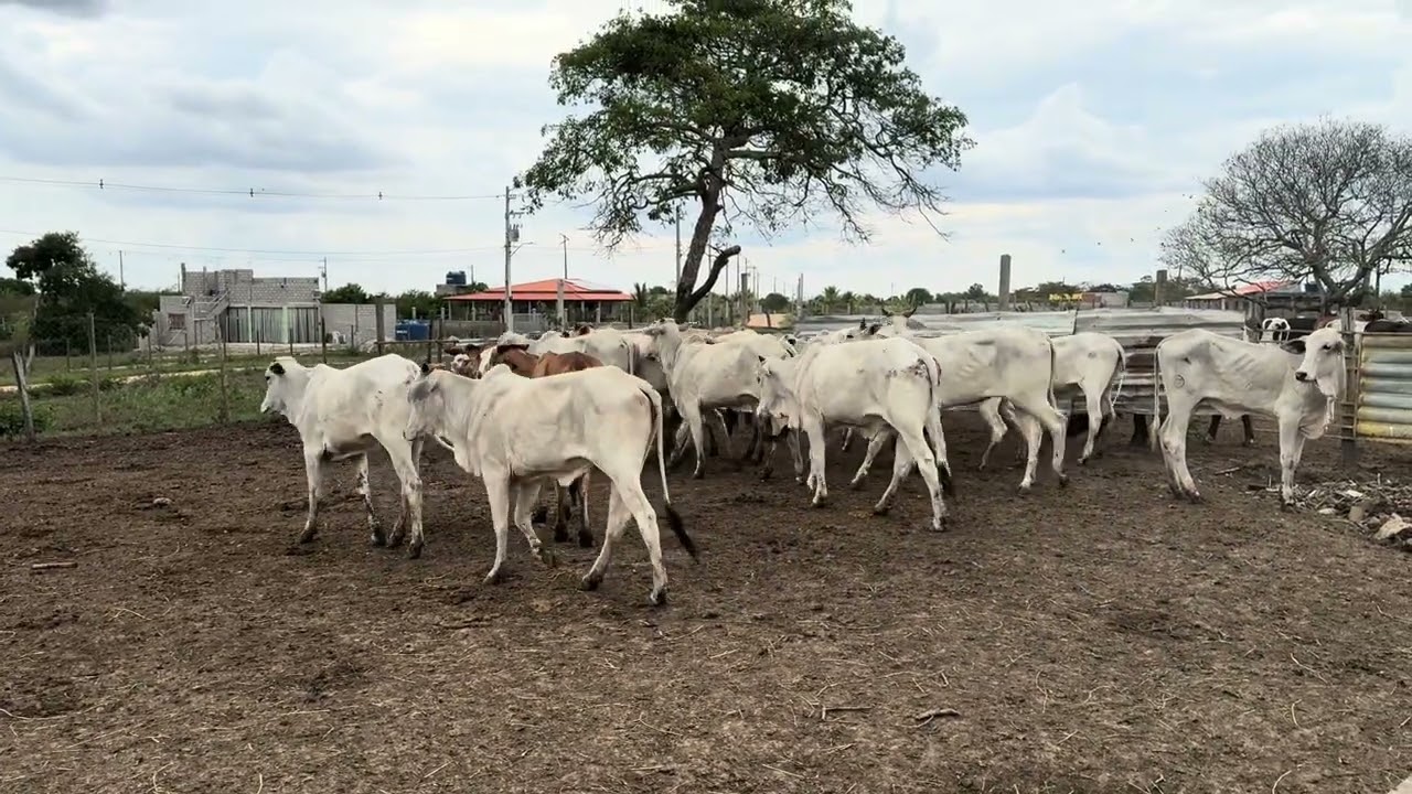 O segredo pra vc lucrar no confinamento sem volumoso … mostrando na prática !
