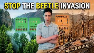 What Pine Beetles Taught Me About Climate Change