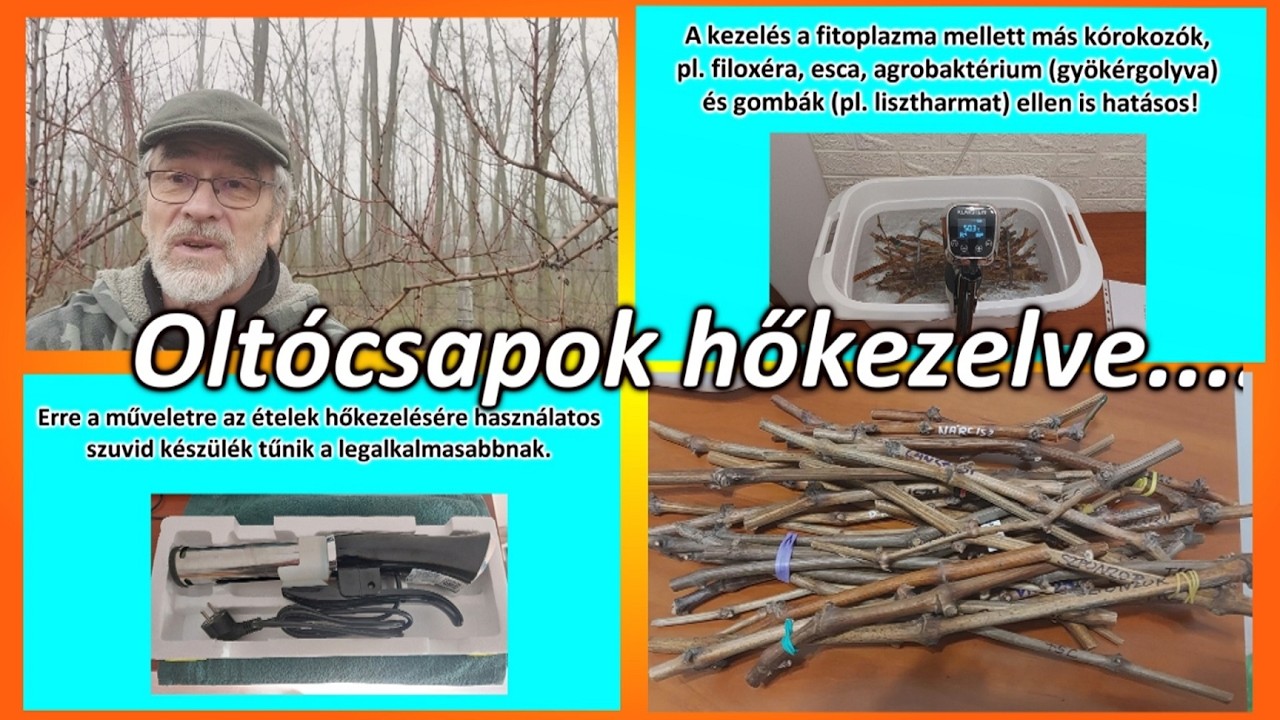 Fitoplazma mentes szaporítóanyag – hőkezelés szuvid készülékkel