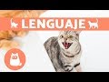 LENGUAJE DE LOS GATOS - ¡SEÑALES Y POSTURAS!