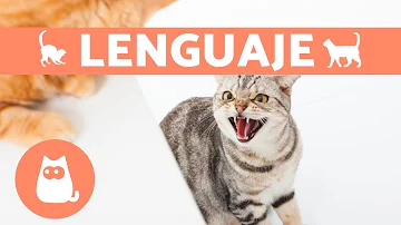 ¿Qué lenguaje entienden los gatos?