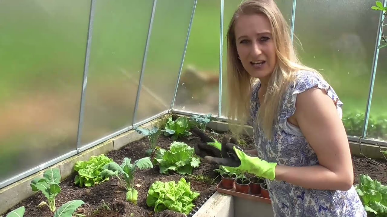 PAPRIKY: SKLENÍK - PĚSTOVÁNÍ PAPRIK VE SKLENÍKU: VÝSADBA PAPRIK NA STANOVIŠTĚ