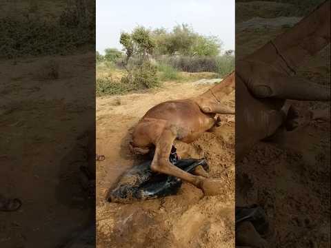 جمل ي ض ع ش ي ئ ا ت ح ت ق د م ي ه و ص اح ب ه ف ي ح ي ر ة