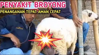 BROYONG DISEASE / PROLABS AND HOW TO TREAT IT VIDEO FROM WHATSAPP GROUP