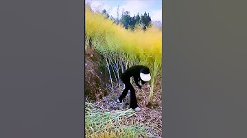 The process of assembling a wooden house - a good way of doing things can increase efficiency