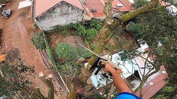 tỉa cây xà cừ trên mái nhà và dây điện cực kỳ nguy hiểm. 0397336494 🇻🇳0911003106