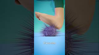 sew urchin sharpness #funny
