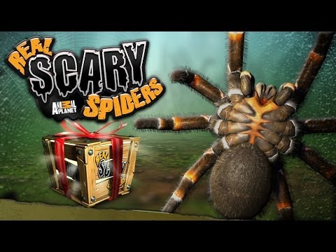 Топ игр про пауков. Игра паук. Игра про паучка. Игры про пауков на андроид. Real Scary Spiders.