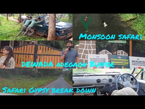 #Dewada Adegaon Buffer #TATR #Monsoon Safari  🐅🐾