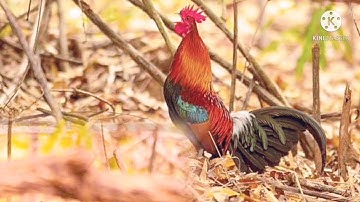 Suab​ qaib​ qua zoo​ :2021​