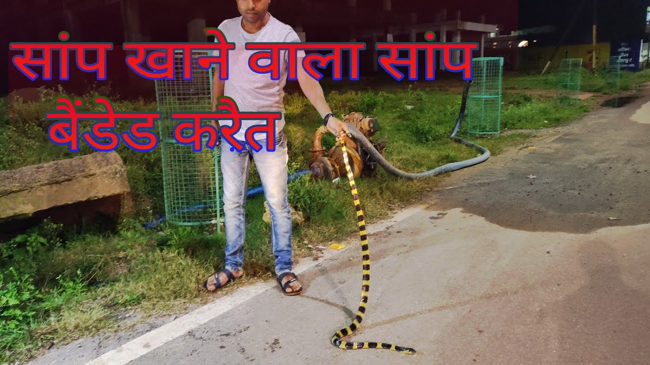snake oil banded krait rescue ( सांप खाने वाला सांप बैंडेड करैत अहिराज)