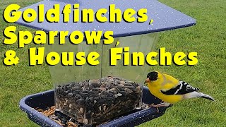 Goldfinches, Sparrows & House Finches