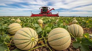 How Cantaloupes Are Grown, Harvested, and Packed | Farming Documentary