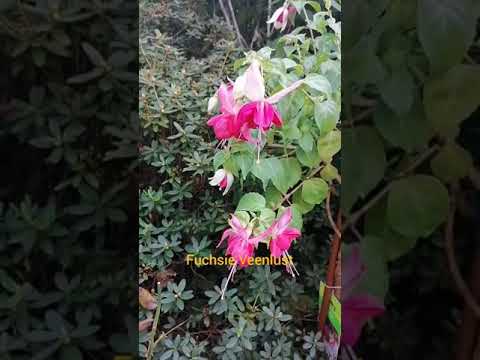 Video: Fuchsie