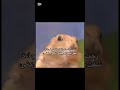 رحت للمطبخ 3 بالليل فجأة شفت بطرف عيني شي يركض
