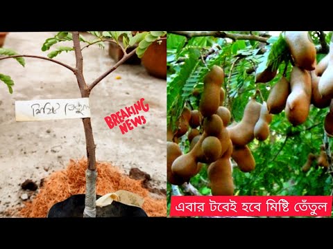 এবার টবেই হবে থাই ভ্যারাইটির মিষ্টি তেঁতুল | How To Grow Tamarind Tree In Pot | Care Of Imli Plant