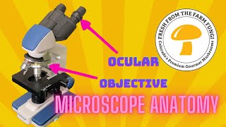 Microscope Anatomy