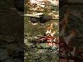 Steak cooked on water wheel 😱🥩👌#cooking #noveoutdoors #seafoodrecipes #outdoorcooking #campfire
