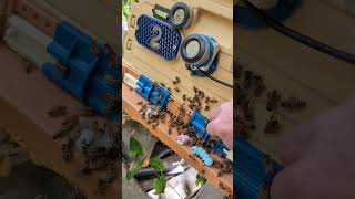 WERE OPEN FOR BUSINESS, OUCH #honey #beekeeper #beehive #varroa #apimaye #Bee