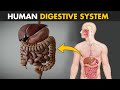 Human digestive system  how it works  its parts and functions