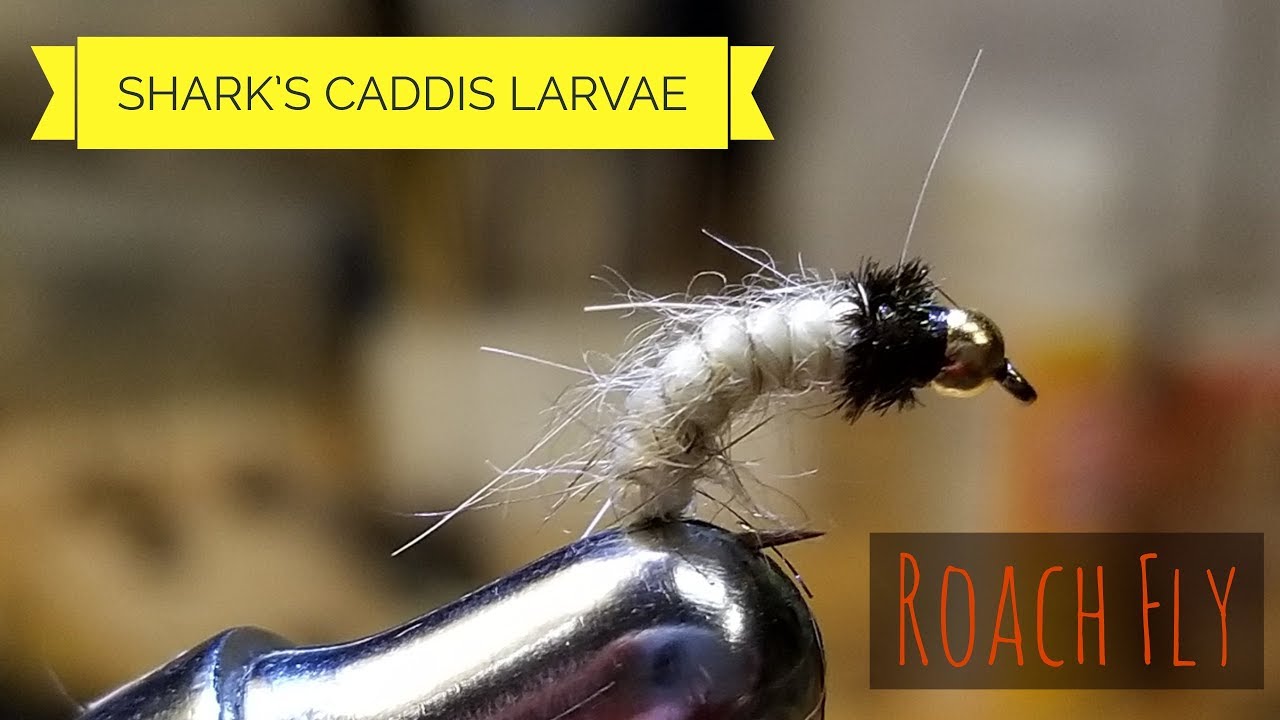 Tying and Fishing Shark's Caddis Larvae on UL Spinning Tackle YouTube