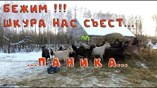 Выделка шкуры косули. ЕЕ БОЯТСЯ КОЗЫ!