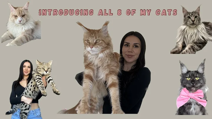 Watch the video about Introducing all 8 of my cats as a Maine Coon breeder + one F1 Savannah