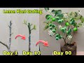 Easy and simple lemon tree grafting technique | How To Grafting Lemon Plant | Grafting Lemon Tree
