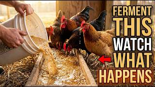The Fermentation Trick That Turns $10 Worth of Feed Into 30 Days of Full Nutrition for Chickens