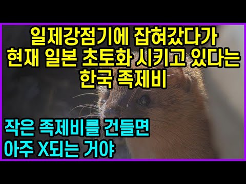 일제강점기에 잡혀갔다가 현재 일본 초토화 시키고 있다는 한국 <strong>족제비</strong>