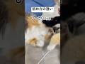舐め方の違い #猫動画 #cat #ねこ #猫 #ネコ #癒される #保護猫 #三毛猫 #かわいい #かわいい猫 #ねこのいる生活 #ねこのいる暮らし #ねこのきもち
