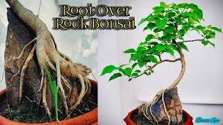 Root Over Rock Bonsai Ficus | youtube bonsai root over rock ficus