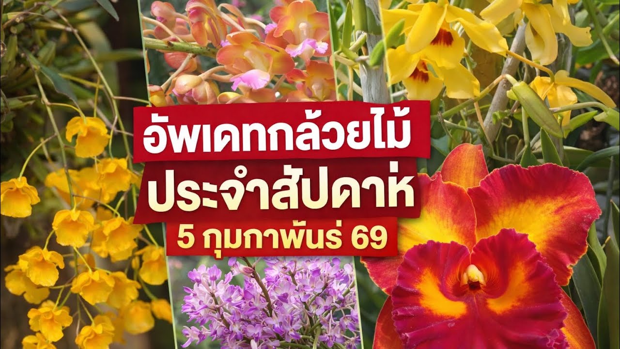 อัพเดทกล้วยไม้ประจำสัปดาห์ 5 กุมภาพันธ์ 69 กล้วยไม้สวยๆ แหล่งกล้วยไม้