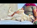 My Mom Sharing Bed With My Labrador Dog and German Shepherd Puppy | Dogs Belly Rub Therapy By Mom