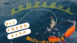日本海ゴムボートで遊ぶ！SLJ!タイラバ！イカメタル！#カヤック340
