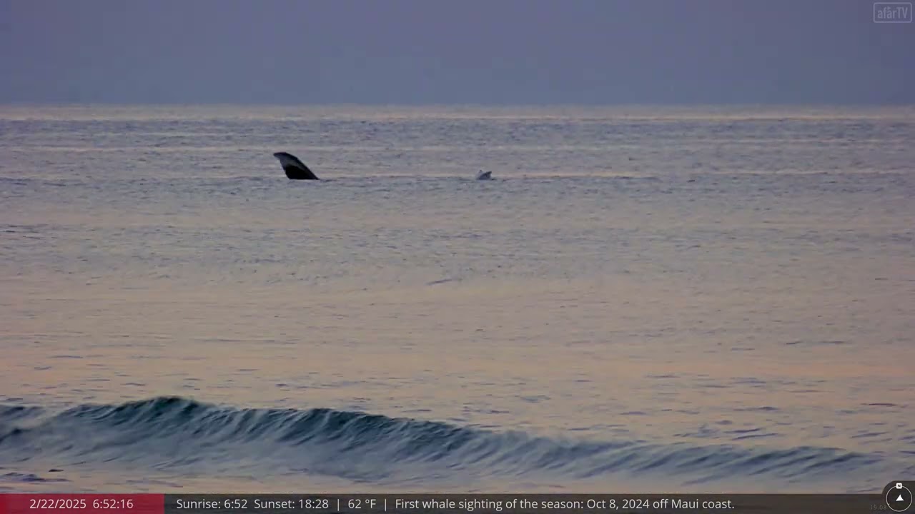 Feb 22, 2025: Some close up humpback whale action from 
