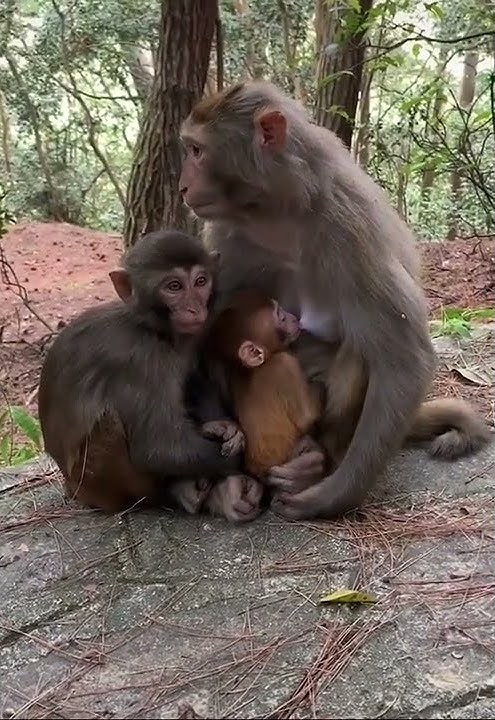 SILENT MONKEY FAmily 🥰🐒 #whatsappstatus #monkey#animals#bonding #love ...