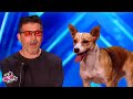 Unforgettable Dog Acts on BGT! 🐾🌟