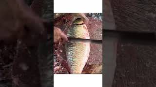 So fast cutting golden carp fish