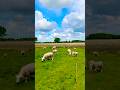Happiness. #nature #spring  #sheep #bluesky #mindfulness #mindfulmoments