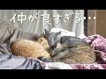仲が良すぎる猫たちに嫉妬してしまいました・・・｜元野良猫