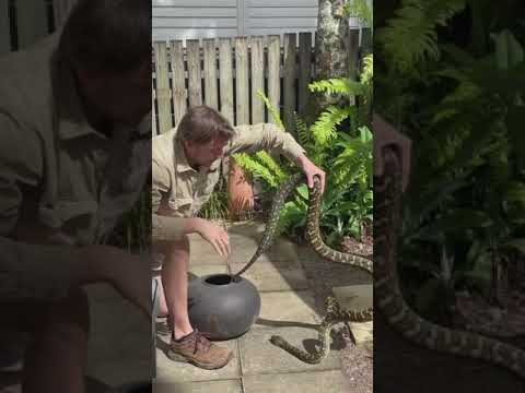 Large Python Hiding in Garden Pot Pulled Out by Snake Catcher