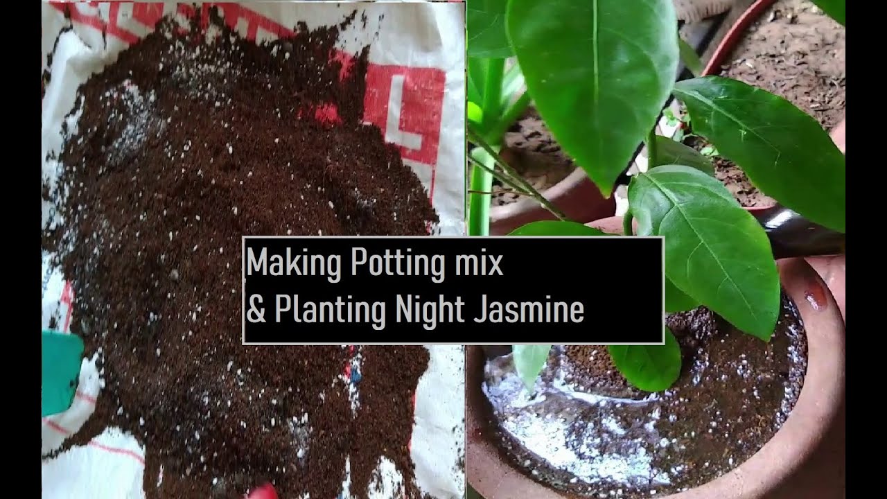 How to repot Night Jasmine with own potting mix YouTube