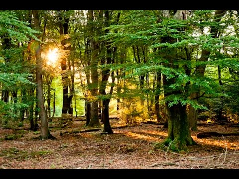 Kamperen op Staatsbosbeheer camping