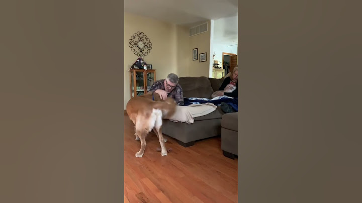 When Parents Adopt Dogs They Claimed They Didn’t Want