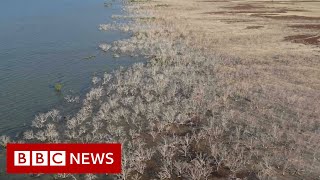 How 40 million Australian trees died of thirst - BBC News