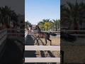 Kuwait horse farm 😍🐎#horse #horseshorts #horsebeauty
