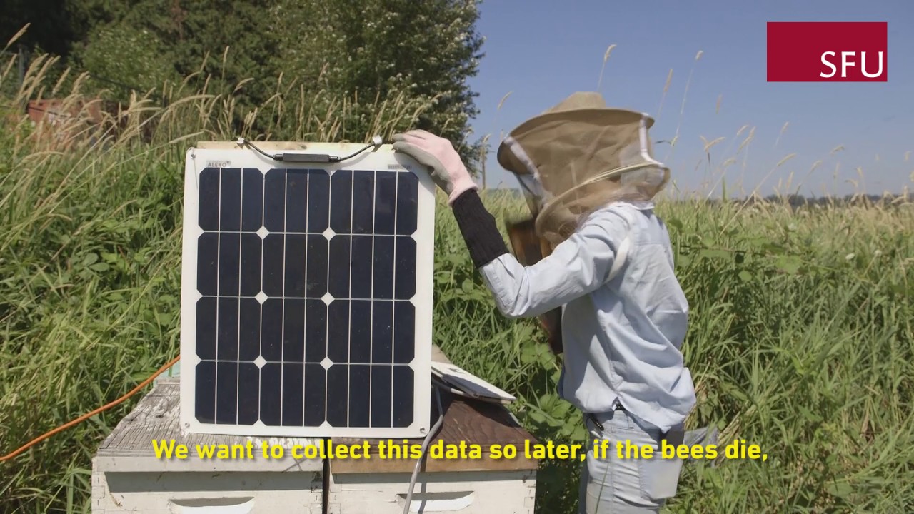 Technology tracks ‘bee talk’ to help improve honeybee health