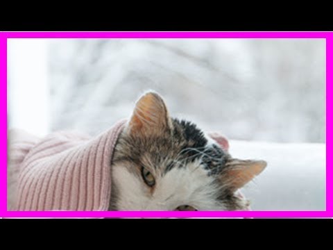 Video: Kopfneigung, Orientierungslosigkeit Bei Katzen